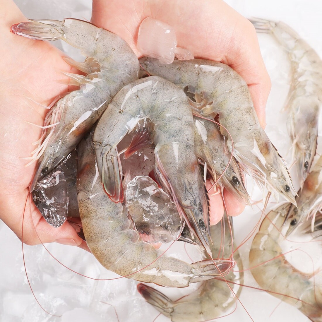 [바다자리] 신안 생새우 1kg (28-35미)