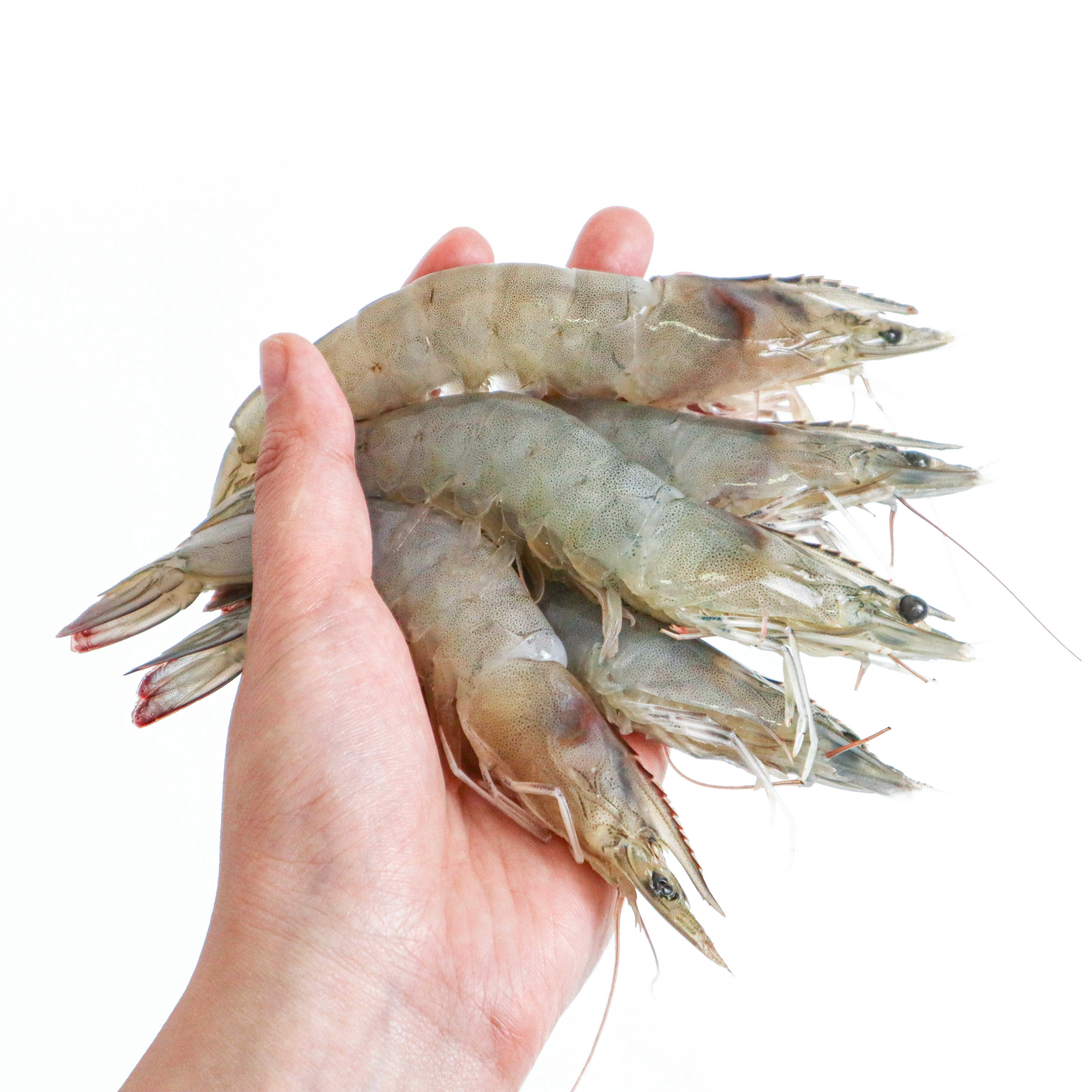 [생물] 흰다리새우 1kg (31~35미/kg)