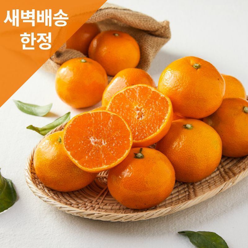 [사전예약/새벽배송한정] 제주 불로초 감귤 3kg