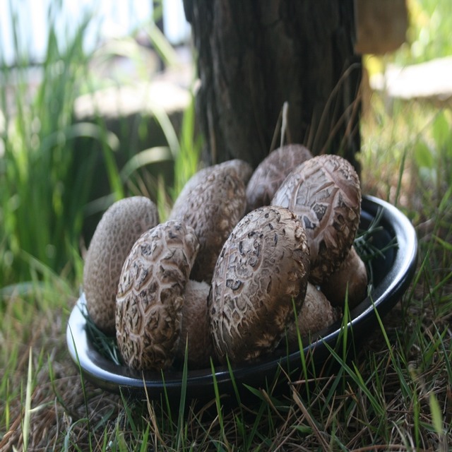 [청년농부]양평 최영창 농부의 미송화버섯 / 1kg