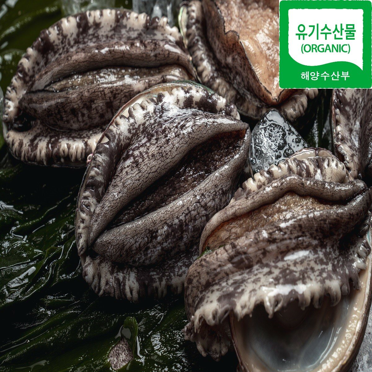 [청해포구] 친환경 유기수산물 전복 / 1kg