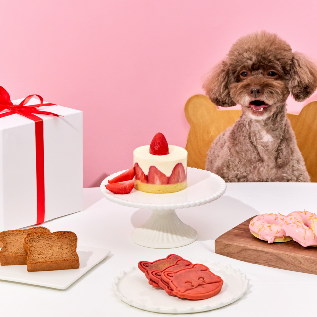 [애니콩] 비타민 생일상