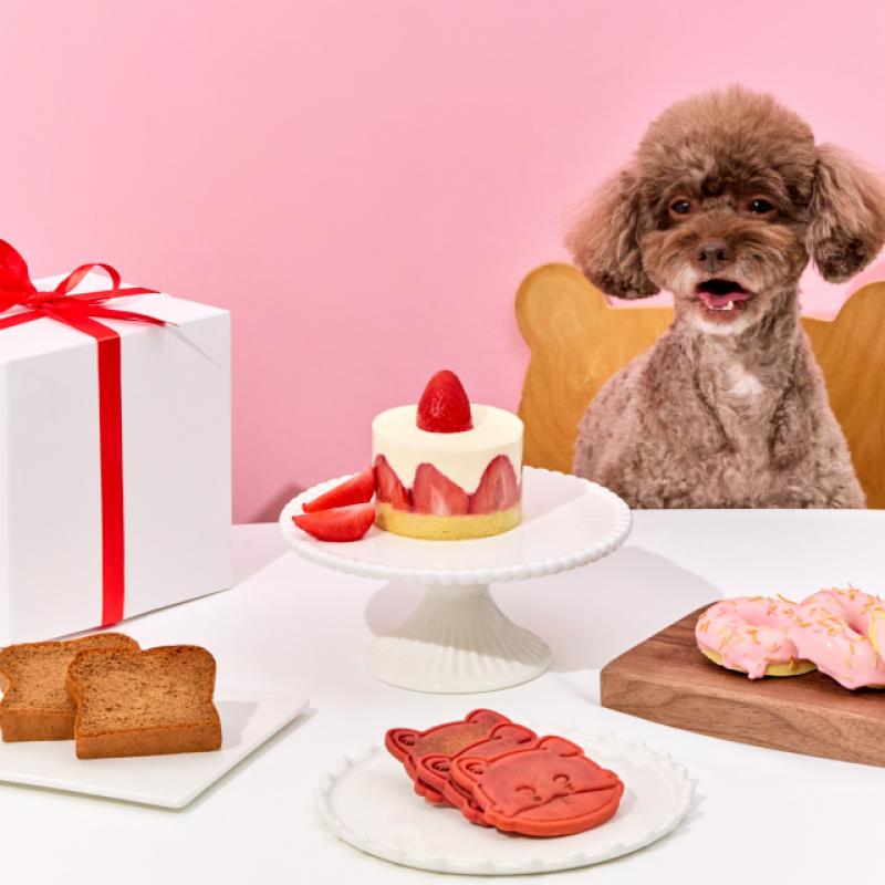 [애니콩] 비타민 생일상