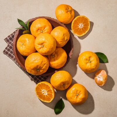 [사전예약] 제주 윈터프린스 감귤