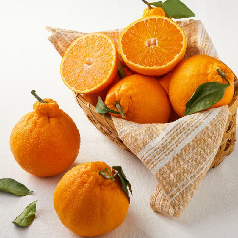 [그리팅] 청년농부 저탄소 한라봉 1.2kg(4입)