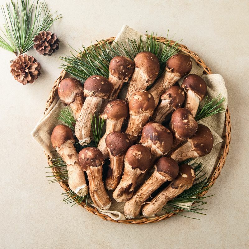 [사전예약] 친환경 참송이 버섯